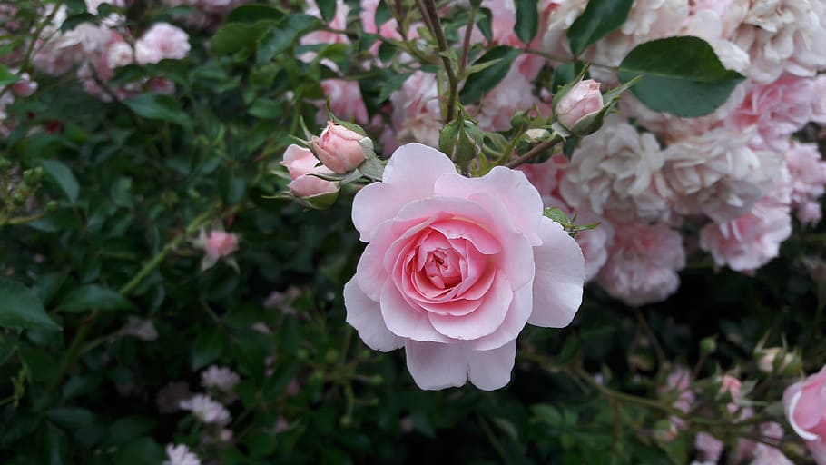shallow, focus photography, pink, flower, rose, white rose, red rose, flowers, roses, red