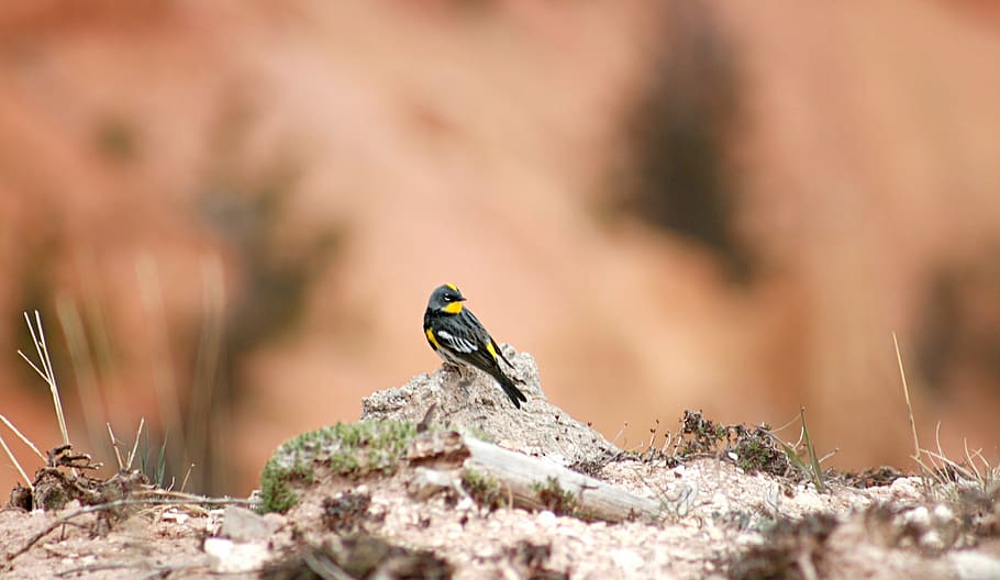 selektif, fokus fotografi, hitam, kuning, bertengger burung, batu, kuning warbler rumped, burung, mencari, margasatwa