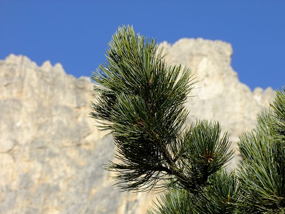swiss stone pine, arve, conifer, alpine, tree, periwinkle, branch, green, pine, close