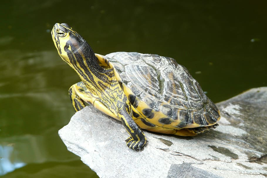 Water Turtle, Long, Jibe, Panzer, long jibe, turtle, tortoise shell, armored, slowly, on the water