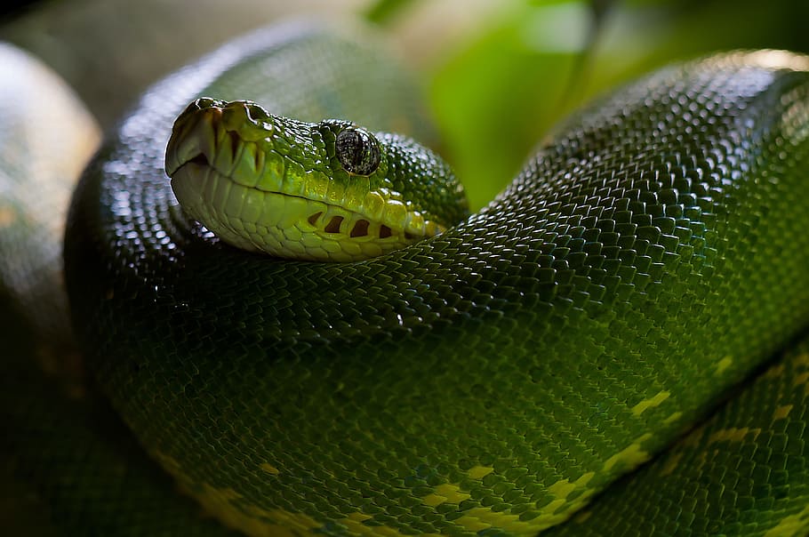 lubang hijau viper, pohon python hijau, ular, python, morelia viridis, hewan, hijau, racun, kebun binatang, reptil