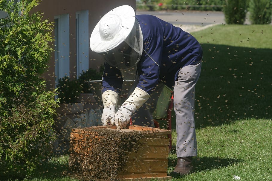 男, 収集, 蜂蜜, 茶色, 木枠, 養蜂家, 蜂, 庭, ミツバチ, 養蜂