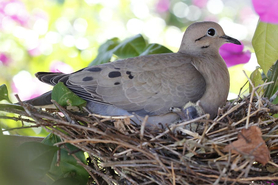 gray, brown, pigeon, perched, nest, daytime, birdie, dove, bird, pigeon nest