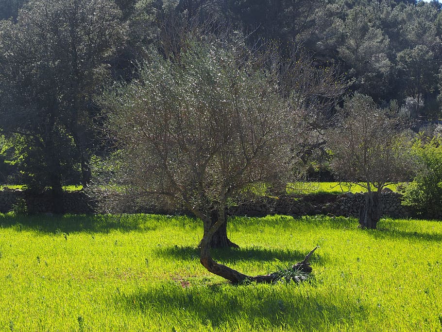 Olive Tree, Plantation, olive plantation, tree, olive garden, olive grove, planting, olive planting, agriculture, olive cultivation