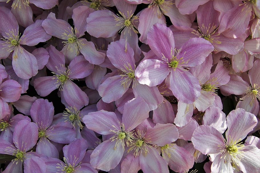 clematis, fresh, inflorescence, the petals, the smell of, pink, plant, garden, romantic, floral
