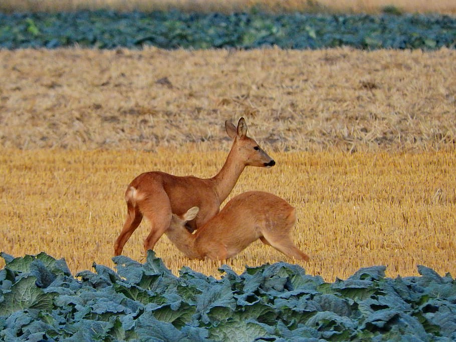 roe deer, suckle, young animal, kitz, cabbage field, kohl, mammal, animal graphy, nature graphy, creation