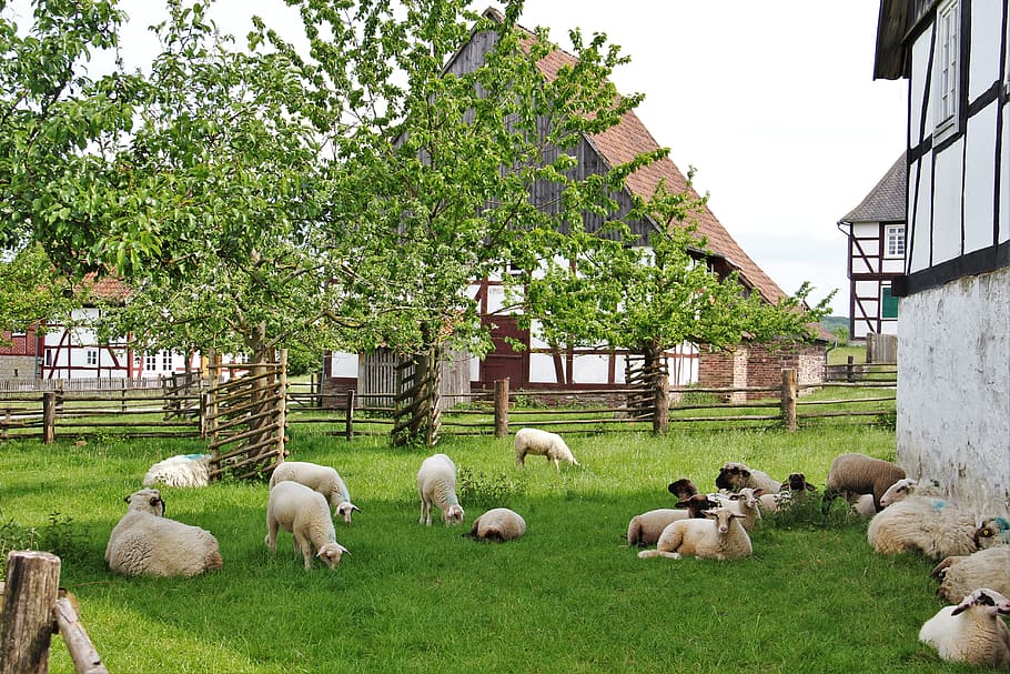bentheim landrace sheep, westphalian black head sheep, corderos, granja, ovejas, fachwerkhaus, rebaño de ovejas, niños animales, primavera, pradera