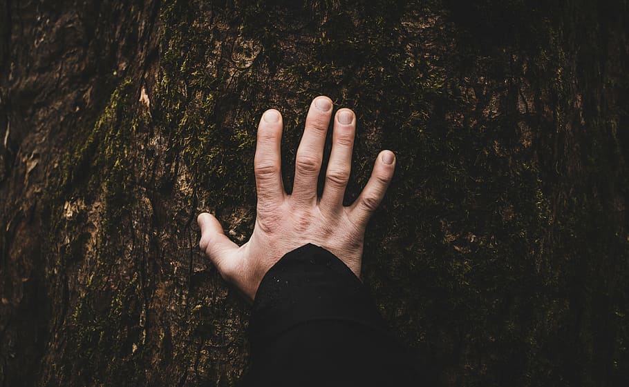 person's left hand, tree, plant, hand, finger, human hand, human body part, one person, touching, palm