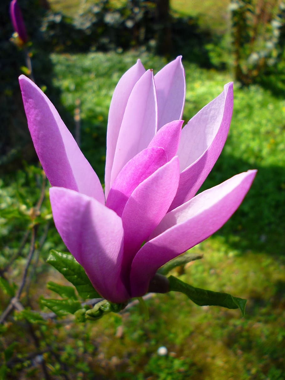 jardin des plantes, primavera, marzo, púrpura, magnolia, luz solar, flor, planta floreciendo, planta, belleza en la naturaleza
