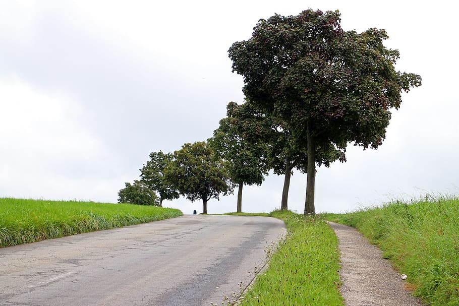 Avenue, Road, Trees, Away, Asphalt, nature, tree, rural Scene, landscape, sky