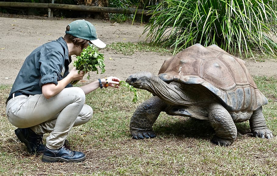 tortoise, feeding, animal, wildlife, shell, giant, big, endangered, armor, grass