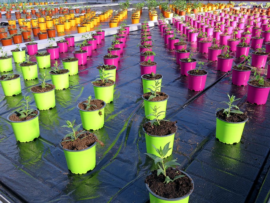 pot, color, greenhouse, green, violet, potted plant, plant, in a row, growth, high angle view