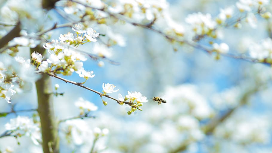 Flowers Nature Blossoms Field Bed White Stems Branches Petals