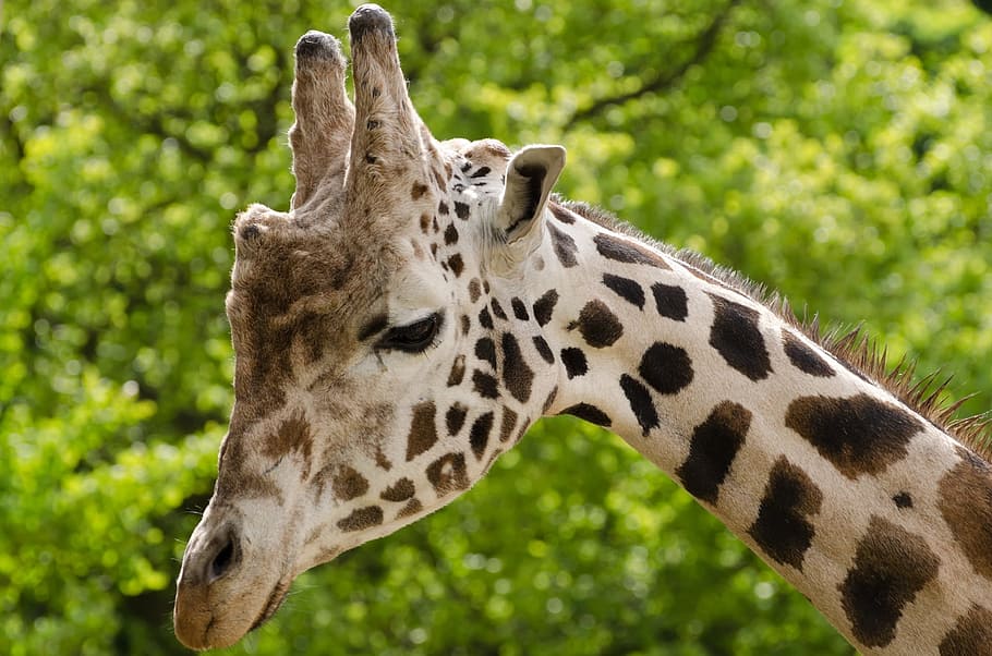 white, brown, giraffe, animal, zoo, cute, wild, safari, africa, eye