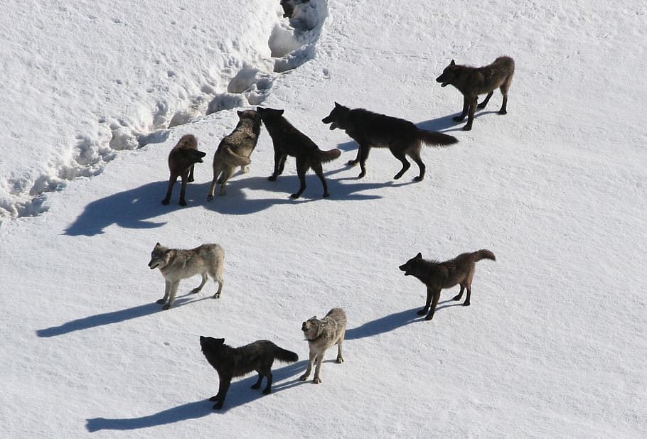 nine, wolves, snow, wolf pack, canis lupus, predator, carnivora, pack animal, winter, animals