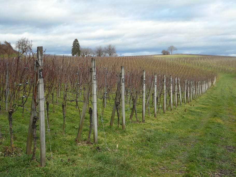 paisaje, vides, viticultura, región vinícola, viñedo, vino, vid, cepas, agricultura, invierno
