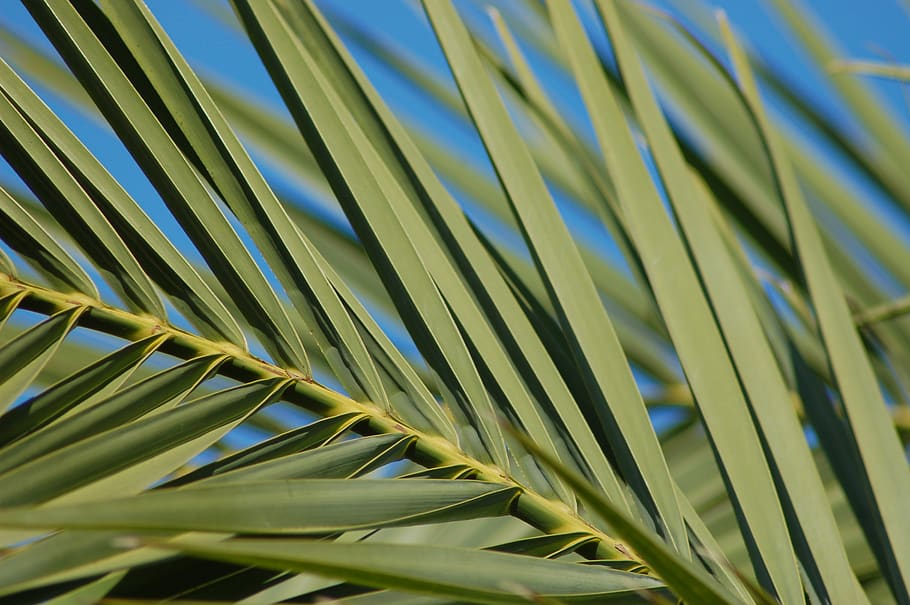 palma, leaves, green, plant, tropicale, branch, frond, foliage, growth, green color