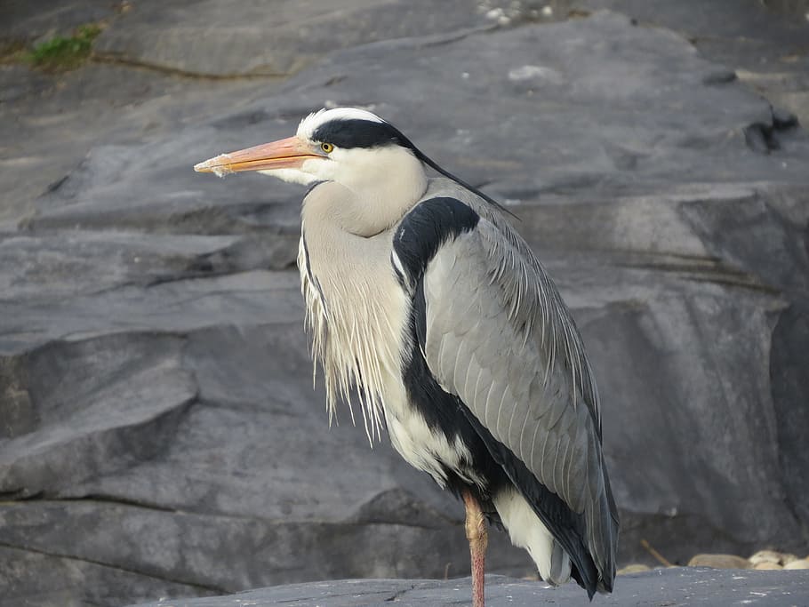 サギ, 鳥, ブルーヘロン, 自然, くちばし, 動物, 翼, バブ, 池, 脊椎動物