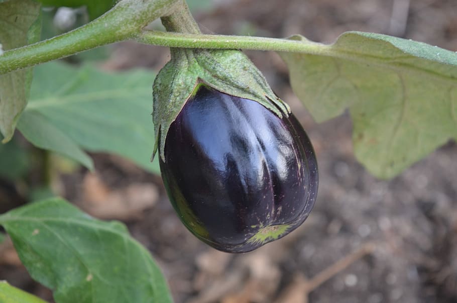 Eggplant, Harvest, Organic, Summer, vegetable, nature, purple, black beauty, homegrown, plant