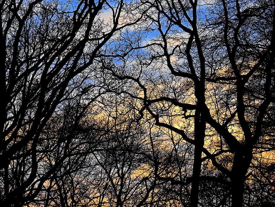 Trees, Aesthetic, Background, Mood, branches, kahl, forest, nature, sky, tree
