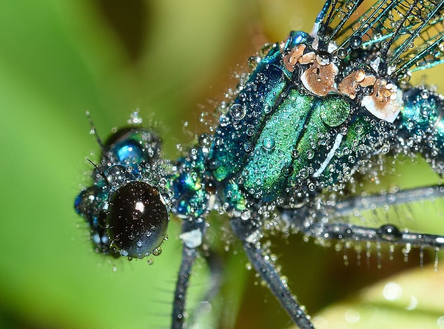 libélulas, mucama, calopteryx, splendens, lluvia, macro, insecto, invertebrado, fauna animal, un animal