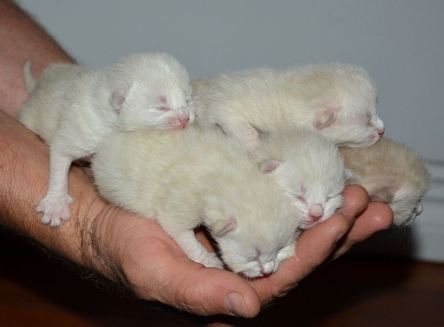 person, holding, short-fur, white, kittens, baby kittens, baby cat, domestic animal, cat, animal