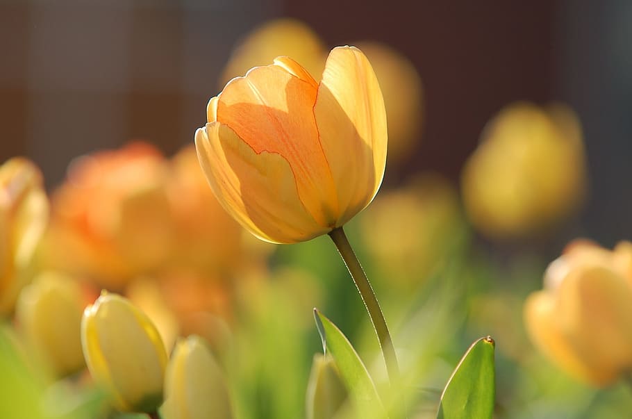 selective, focus photography, yellow, tulip flower, tulip, bright, spring, floral, blossom, natural