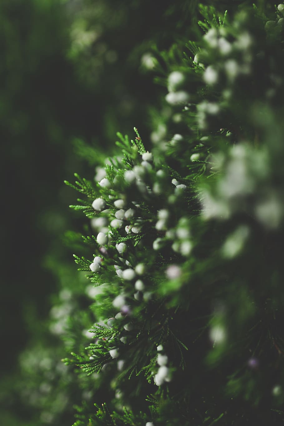 green, plants, nature, garden, growth, plant, selective focus, beauty in nature, vulnerability, fragility