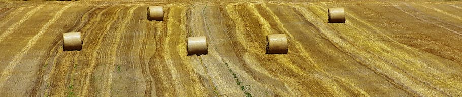 road and hayes, hay bales, hay, straw bales, straw, harvest, round bales, agriculture, nature, harvested