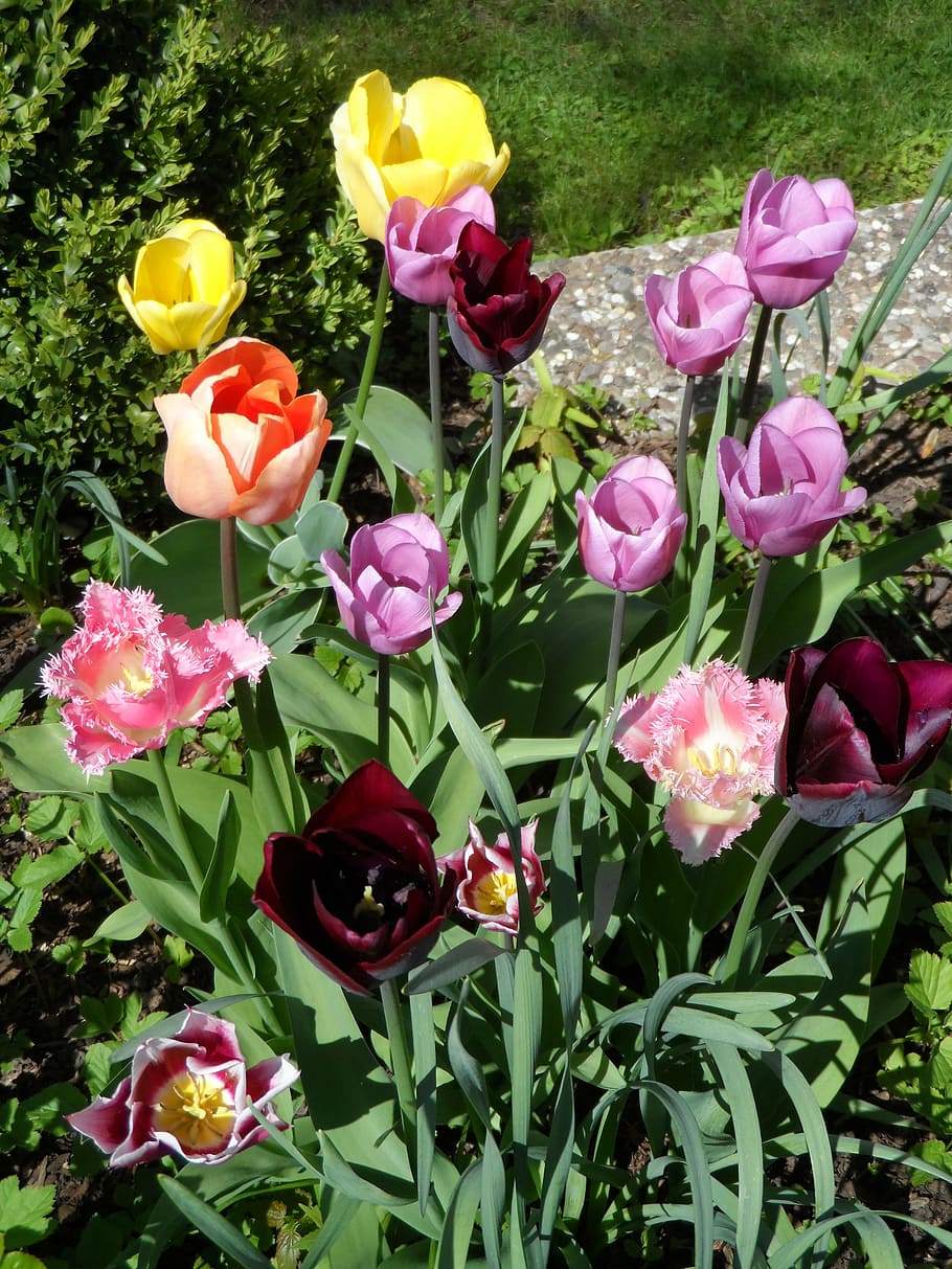 cama de flores, tulipanes, naranja, rojo, violeta, púrpura, amarillo, rosado, colorido, tulipán loro