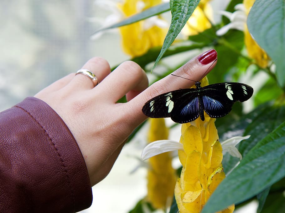 selective, focus photo, black, white, butterfly perching, person, left, index finger, daytime, insect