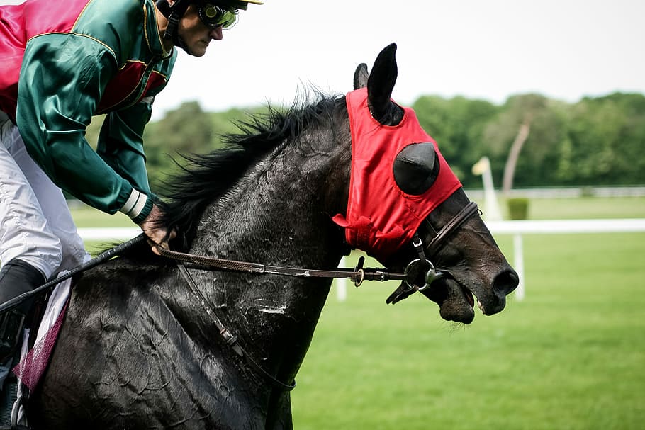 Horse Racing, animals, horse, racing, sport, animal, horseracing Track, equestrian Event, racehorse, animal Sport