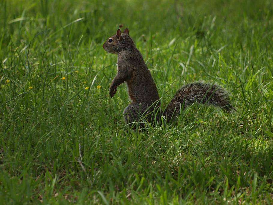 eastern, gray, squirrel, squirrels, north, america, tennessee, spring