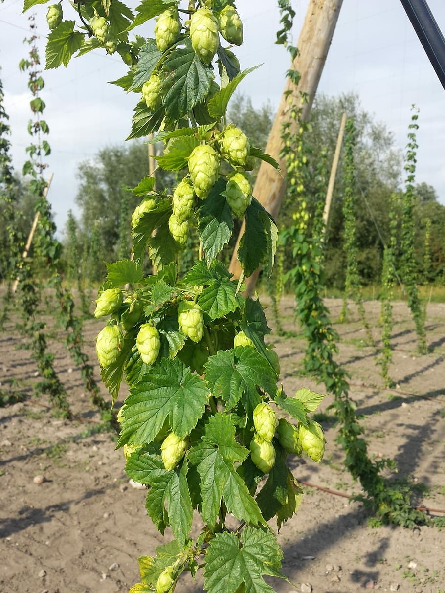 Fresh, Hops, Craft Brewing, Local, Beer, fresh hops, local beer, brew, craft, draft