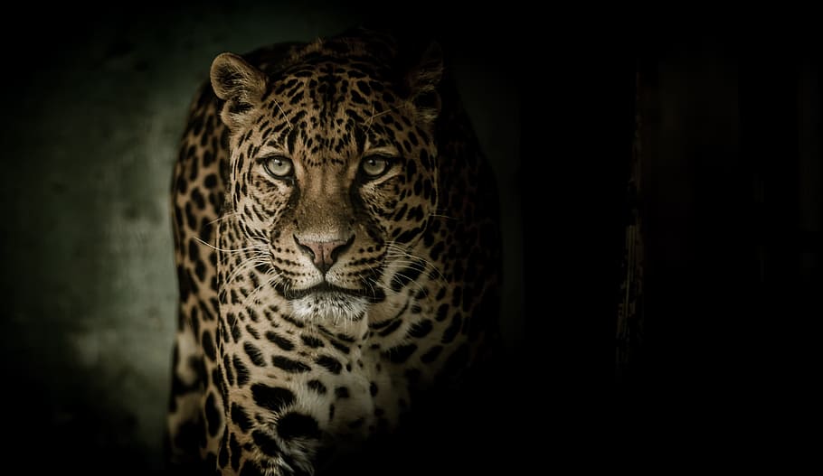 guepardo, foto de primer plano, leopardo, ojos, temible, felino, manchas, rosetas, Un animal, temas de animales