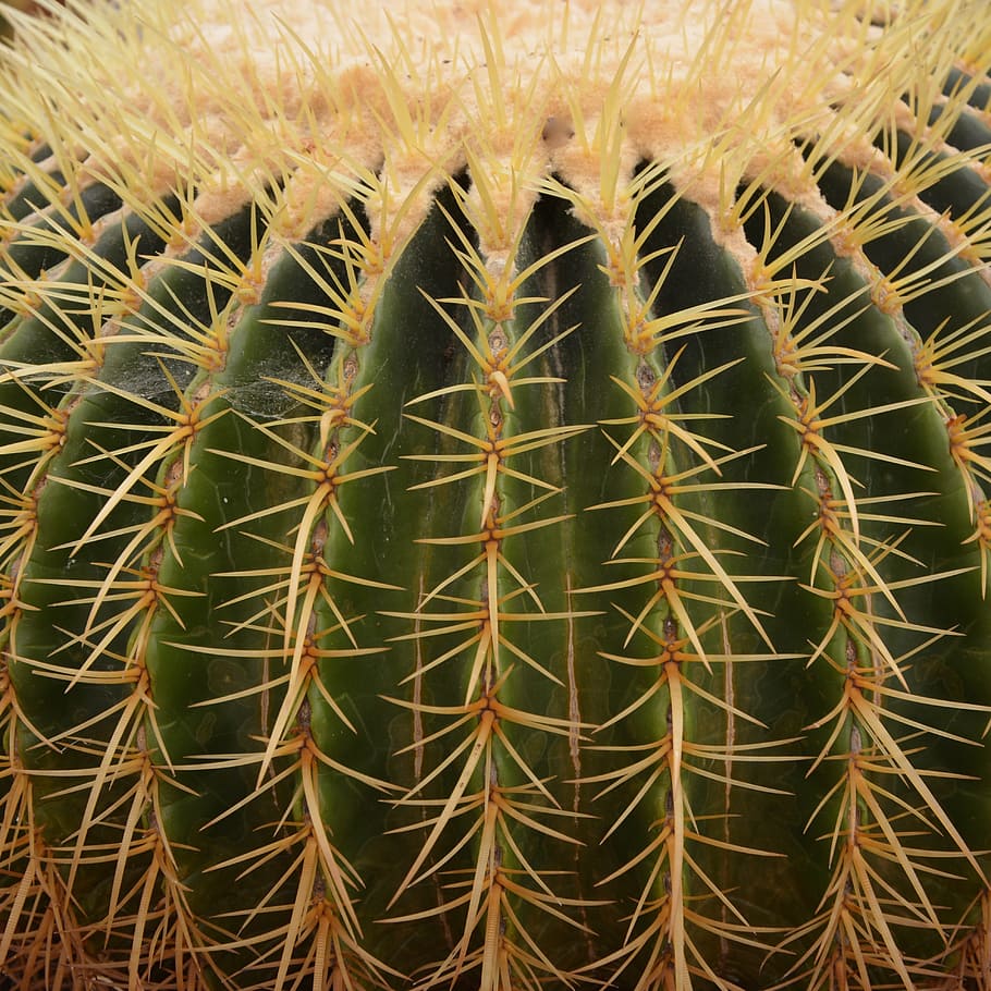 cactus, points, plant, garden, botany, spice, exotic, succulent plant, growth, thorn