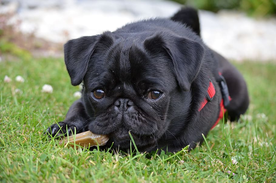 black, pug puppy, lying, grass field, daytime, close-up photo, Pug, puppy, grass, field