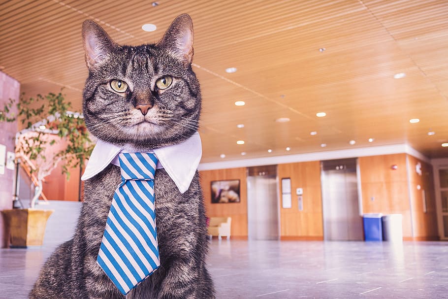 kucing memakai dasi, kucing, dasi, hewan, aneh, malas, bos, perusahaan, bisnis, imut