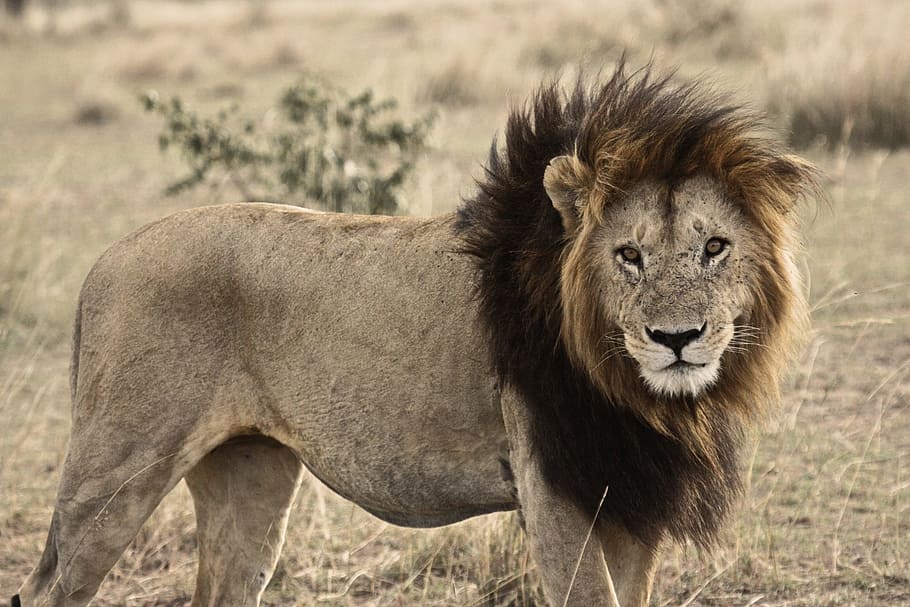 photography of lion, photography, Lion, cat, safari, animal, mammal, feline, nature, wildlife