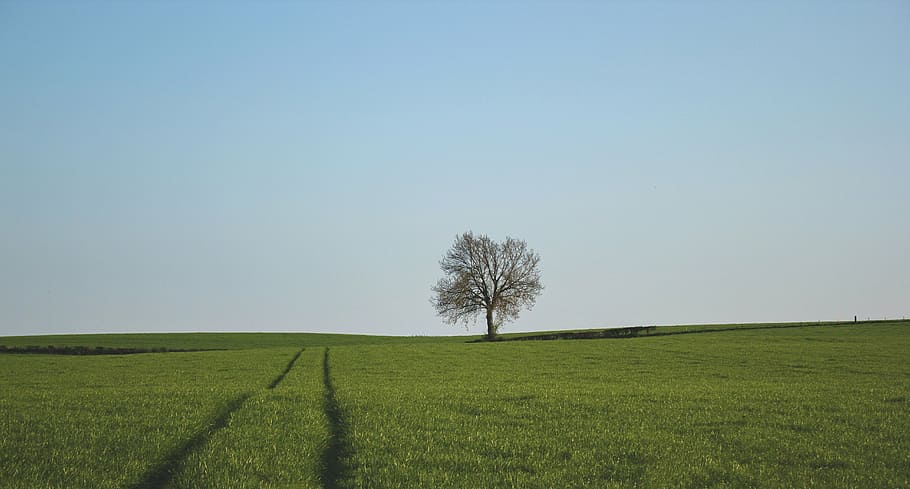 hijau, bidang tanaman, biru, langit, rumput, bidang, satu, pohon, berdiri, horizon