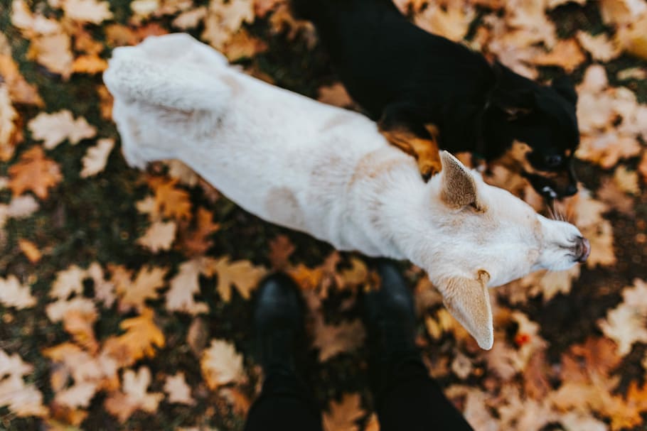 autumn, walk, dogs, dog, leaf, leaves, animal, nature, outdoors, mammal