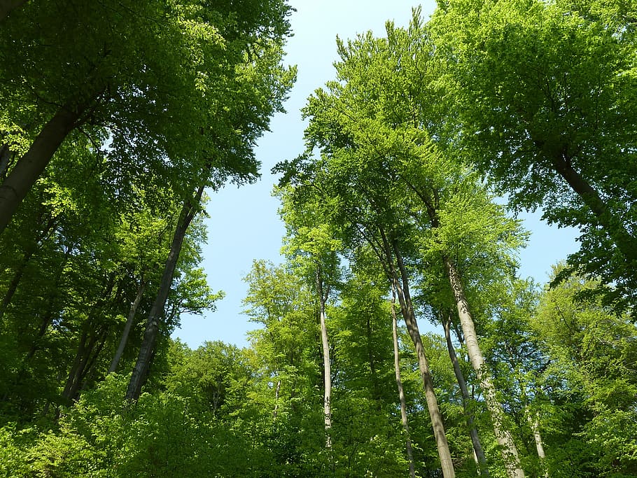 ローアングル写真, 緑, 木, ブナの木, 落葉樹林, 森林, 本, 夏, 自然, 植物