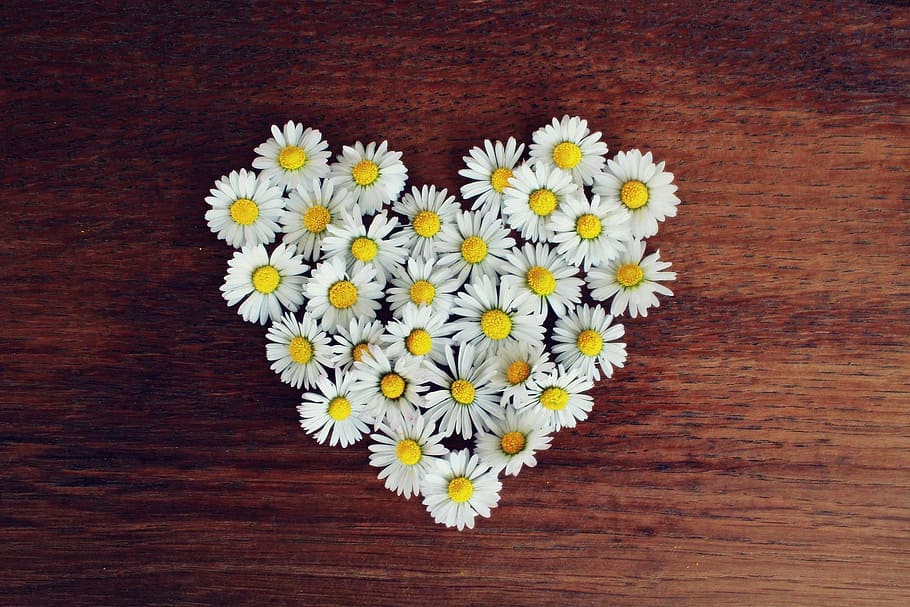 en forma de corazón, blanco, flores de margarita, tabl, margarita, corazón, corazón de margarita, amor, romántico, primavera