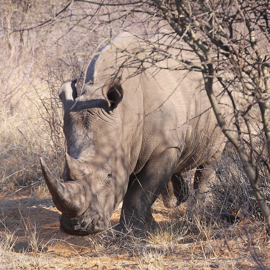 rhinoceros, leafless tree, Rhino, Namibia, Safari, Wilderness, animal, wildlife, animal wildlife, animals in the wild
