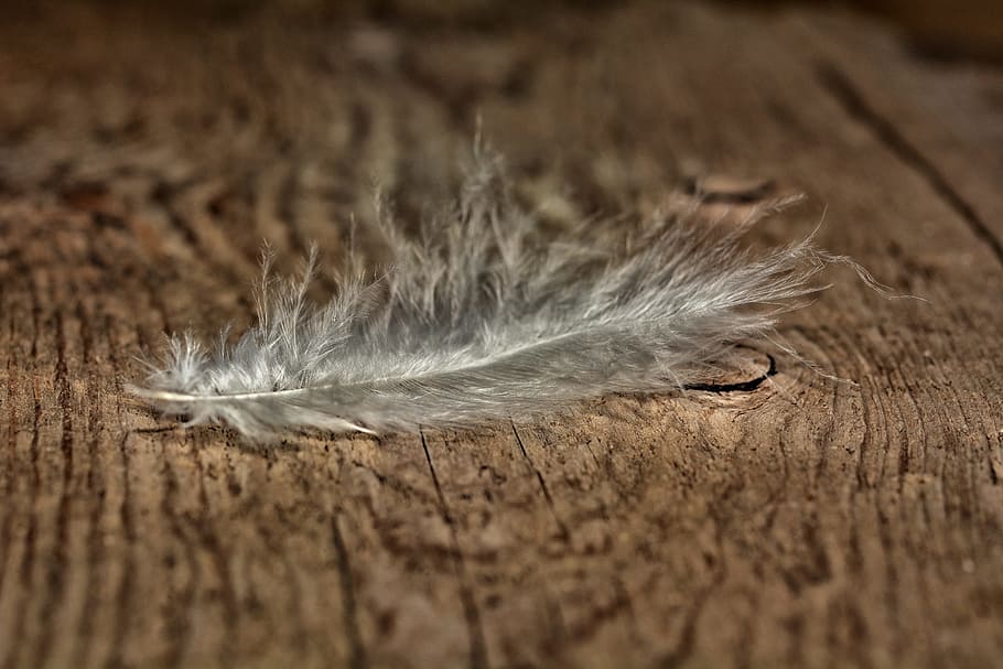 feather, slightly, tender, white, dirty, wood floor, old, antique, rustic, animal themes