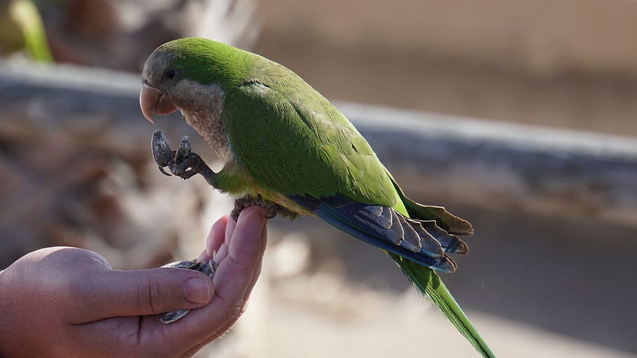 parrot, green, the slender-billed parakeet, bird, bill, sunflower seeds, nature, animal world, plumage, ara