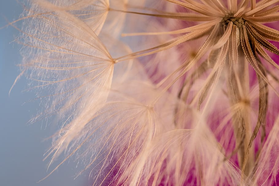 macro, dandelion soft, flower, fluffy, seeds, weed, close-up, flowering plant, beauty in nature, plant