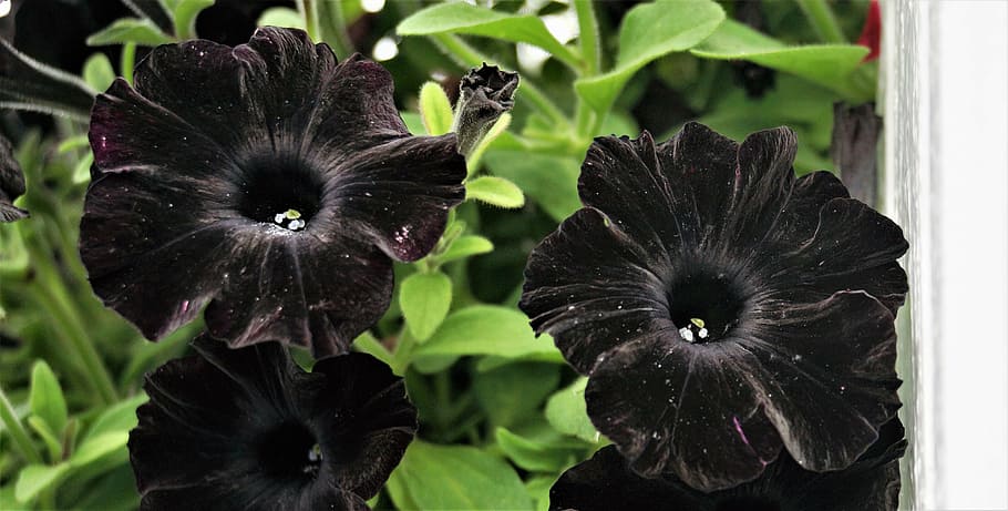 black, petunias, closeup, photography, petunia, flower, garden, blossom, petal, norway