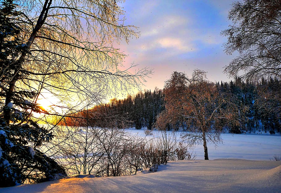 landscape, nature, winter, cold, sunset, trees, fir, birch, evening ...