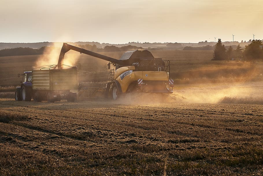 harvest, oilseed rape, combine harvester, field, sky, land, nature, machinery, agricultural machinery, agriculture